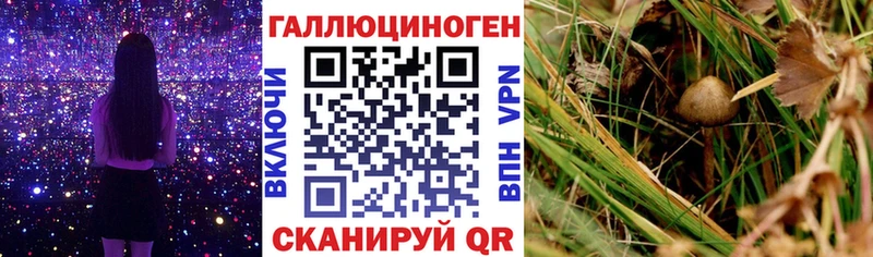 где продают   Михайлов  Псилоцибиновые грибы Cubensis 
